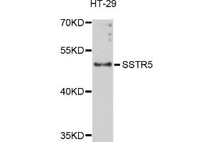 Western blot analysis of extracts of HT-29 cells, using SSTR5 antibody (ABIN1874955) at 1:1000 dilution.