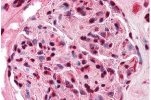 Human Kidney (formalin-fixed, paraffin-embedded) stained with FOXJ1 antibody ABIN214756 at 5 ug/ml followed by biotinylated goat anti-rabbit IgG secondary antibody ABIN481713, alkaline phosphatase-streptavidin and chromogen. (FOXJ1 antibody  (N-Term))