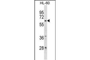 Western blot analysis in HL-60 cell line lysates (35ug/lane). (ZNF317 antibody  (AA 173-199))