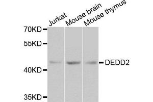 Western blot analysis of extracts of various cell lines, using DEDD2 antibody. (DEDD2 antibody)