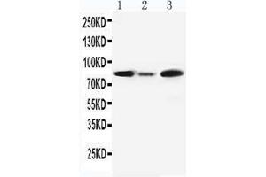 Anti-MCM5 antibody, Western blotting Lane 1: Rat Testis Tissue Lysate Lane 2: Rat Brain Tissue Lysate Lane3: JURKAT Cell Lysate (MCM5 antibody  (C-Term))