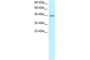 Western Blotting (WB) image for anti-Nuclear Transcription Factor Y, alpha (NFYA) antibody (ABIN2460199) (NFYA antibody)