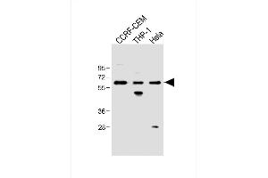 All lanes : Anti-FCGR1B Antibody (C-term) at 1:500 dilution Lane 1: CCRF-CEM whole cell lysate Lane 2: THP-1 whole cell lysate Lane 3: Hela whole cell lysate Lysates/proteins at 20 μg per lane.