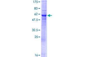 GTF2H3 Protein (AA 1-308) (GST tag)