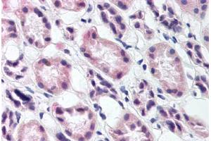Kidney (RREB1 antibody)