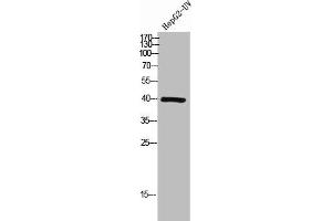 Western Blot analysis of HEPG2-UV cells using Lefty Polyclonal Antibody (LEFTY2 antibody  (C-Term))