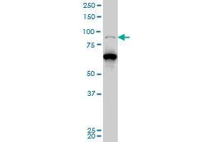 PCAF monoclonal antibody (M04), clone 5E11 Western Blot analysis of PCAF expression in Hela S3 NE . (KAT2B antibody  (AA 353-452))