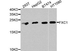 Western blot analysis of extracts of various cells, using TIMM10B antibody.