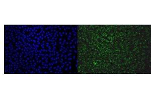 IF analysis of EAPP using anti-EAPP antibody (ABIN7599214). (EAPP antibody  (AA 1-285))