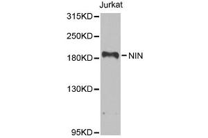 Western blot analysis of extracts of Jurkat cells, using NIN antibody (ABIN5974918) at 1/1000 dilution.
