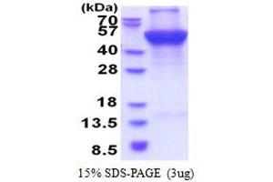 SDS-PAGE (SDS) image for Ubiquinol-Cytochrome C Reductase Core Protein I (UQCRC1) (AA 35-480) protein (His tag) (ABIN5853591) (UQCRC1 Protein (AA 35-480) (His tag))