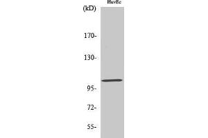 Western Blotting (WB) image for anti-Glutamate Receptor, Metabotropic 7 (GRM7) (C-Term) antibody (ABIN3185551) (GRM7 antibody  (C-Term))
