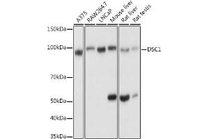 Western blot analysis of extracts of various cell lines, using DSC1 antibody (ABIN6127801, ABIN6139825, ABIN6139826 and ABIN6214179) at 1:1000 dilution. (Desmocollin 1 antibody  (AA 480-690))