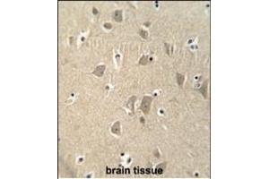 KI antibody (C-term) (ABIN653980 and ABIN2843926) immunohistochemistry analysis in formalin fixed and paraffin embedded human brain tissue followed by peroxidase conjugation of the secondary antibody and DAB staining. (CCSER1 antibody  (C-Term))