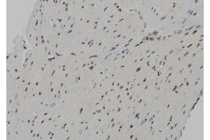 ABIN6267148 at 1/100 staining Mouse heart tissue by IHC-P. (NUMA1 antibody  (pThr2055))