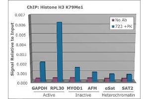 Chromatin Immunoprecipitation of Histone H3 [monomethyl Lys79] Antibody: Chromatin from one million formaldehyde cross-linked Hela cells was used with 2 μg of H3 K79Me1 and 20 µL of magnetic IgG beads per immunoprecipitation. (Histone 3 antibody  (H3K79me))