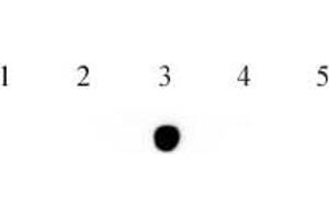 Dot blot of 5-Hydroxymethylcytosine (5-hmC) mAb. (5-Hydroxymethylcytosine antibody)