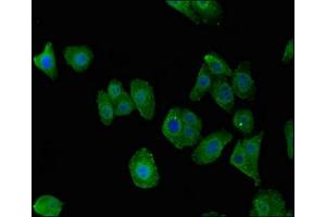Immunofluorescent analysis of HepG2 cells using ABIN7174876 at dilution of 1:100 and Alexa Fluor 488-congugated AffiniPure Goat Anti-Rabbit IgG(H+L) (C7orf31 antibody  (AA 163-256))