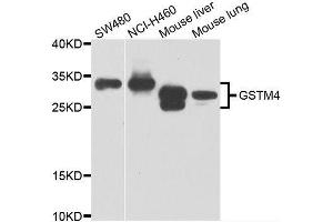 Western blot analysis of extracts of various cell lines, using GSTM4 antibody. (GSTM4 antibody  (AA 1-218))