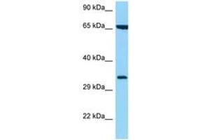 Image no. 1 for anti-Major Histocompatibility Complex Class I C (HLA-C) (AA 208-257) antibody (ABIN6748176)