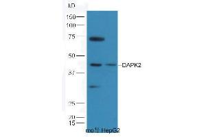 Lane 1: Mouse Kidney lysate; Lane 2: HepG2 lysate probed  at 1:5000 90min in 37˚C. (Dapk1/2 (AA 271-370) antibody)