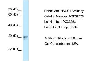 Western Blotting (WB) image for anti-HAUS Augmin-Like Complex, Subunit 1 (HAUS1) (C-Term) antibody (ABIN2789196) (HAUS1 antibody  (C-Term))