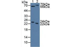 Figure. (Mannose Associated Serine Protease 2 (AA 445-683) antibody)