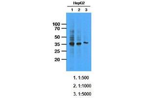 Western Blotting (WB) image for anti-AKR1C1 / DHH1 antibody (ABIN614310) (AKR1C1 / DHH1 antibody)