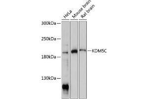 Western blot analysis of extracts of various cell lines, using KDM5C antibody (ABIN7268331) at 1:1000 dilution. (KDM5C antibody  (C-Term))
