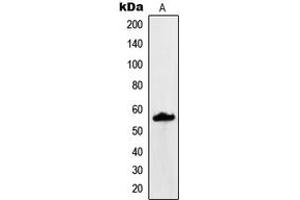 Western blot analysis of MUC13 expression in KNRK (A) whole cell lysates. (MUC13 antibody  (C-Term))