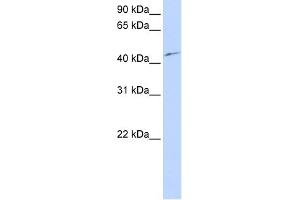 WB Suggested Anti-PCTK3 Antibody Titration:  0. (CDK18 antibody  (N-Term))