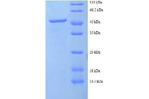 SDS-PAGE (SDS) image for Charged Multivesicular Body Protein 2A (CHMP2A) (AA 1-222), (full length) protein (GST tag) (ABIN1046809)