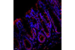 Immunofluorescence analysis of paraffin embedded mouse rectum using Cathepsin-Z (ABIN7073350) at dilution of 1: 600 (Cathepsin Z antibody)