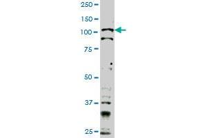 TLR9 monoclonal antibody (M02), clone 1F4 Western Blot analysis of TLR9 expression in Hela S3 NE . (TLR9 antibody  (AA 99-215))