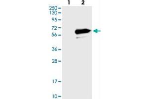 LRRC14 antibody