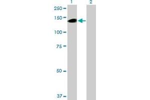Western Blot analysis of BCAN expression in transfected 293T cell line by BCAN MaxPab polyclonal antibody.