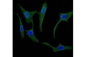 Immunofluorescent analysis of Hela cells using ABIN7168669 at dilution of 1:100 and Alexa Fluor 488-congugated AffiniPure Goat Anti-Rabbit IgG(H+L) (SCGN antibody  (AA 1-276))