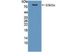 Detection of Recombinant FKBP4, Human using Polyclonal Antibody to FK506 Binding Protein 4 (FKBP4) (FKBP4 antibody  (AA 2-459))