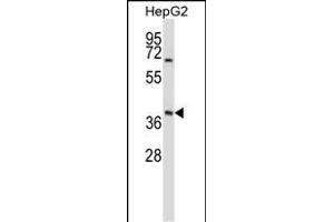 BP Antibody (N-term) (ABIN657686 and ABIN2846678) western blot analysis in HepG2 cell line lysates (35 μg/lane). (AMBP antibody  (N-Term))