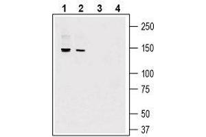 Western blot analysis of mouse lung lysate (lanes 1 and 3) and mouse heart lysate (lanes 2 and 4): - 1, 2. (Adhesion G-Protein Coupled Receptor G6 (ADGRG6) (AA 753-767), (Extracellular) antibody)