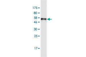 SULT1A3 antibody  (AA 1-295)
