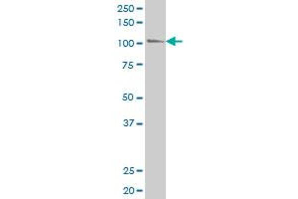 LIPA3 antibody  (AA 1043-1139)