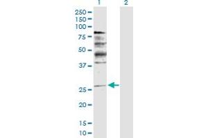 Western Blot analysis of NRG1 expression in transfected 293T cell line by NRG1 MaxPab polyclonal antibody. (Neuregulin 1 antibody  (AA 1-241))