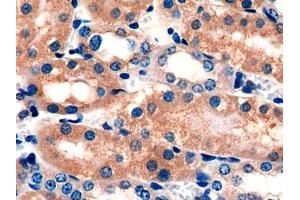 DAB staining on IHC-P; Samples: Mouse Kidney Tissue (GOLM1 antibody  (AA 133-379))
