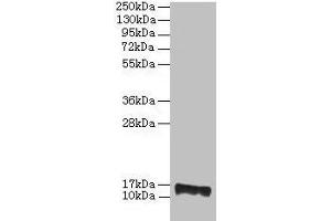 Western blot All lanes: PMP2 antibody at 2 μg/mL + EC109 whole cell lysate Secondary Goat polyclonal to rabbit IgG at 1/15000 dilution Predicted band size: 15 kDa Observed band size: 15 kDa (PMP2 antibody  (AA 1-132))
