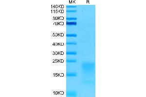 Human BAFFR on Tris-Bis PAGE under reduced conditions. (TNFRSF13C Protein (AA 7-71) (His tag))