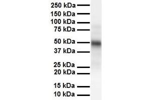 WB Suggested Anti-CSF1 antibody Titration: 1 ug/mL Sample Type: Human heart (M-CSF/CSF1 antibody  (Middle Region))
