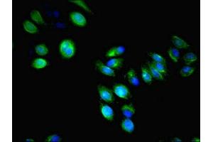Immunofluorescent analysis of HepG2 cells using ABIN7158260 at dilution of 1:100 and Alexa Fluor 488-congugated AffiniPure Goat Anti-Rabbit IgG(H+L) (LILRA4 antibody  (AA 289-424))