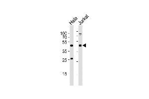 All lanes : Anti-AVPR2 Antibody (C-term) at 1:2000 dilution Lane 1: Hela whole cell lysates Lane 2: Jurkat whole cell lysates Lysates/proteins at 20 μg per lane. (AVPR2 antibody  (C-Term))