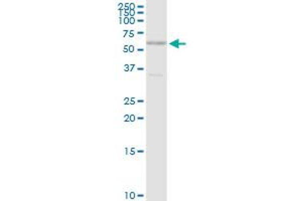 CDC14B antibody  (AA 1-471)